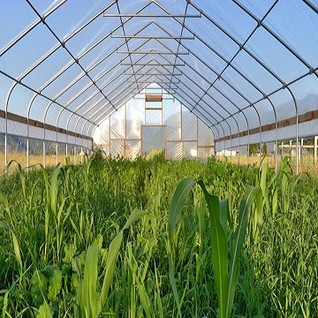 Serer tal-plastik Polytunnel